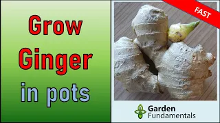 Grow More Ginger From Store Bought Ginger Root