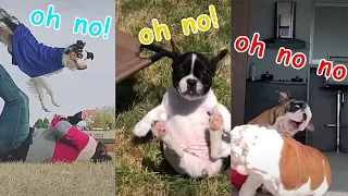 oh no oh no oh no no no song Compilation But With Pets