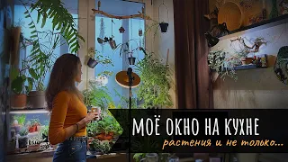 Обзор растений на кухонном окне