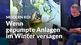 Wen über den Koi eine massive Eisdecke zerbricht | Modern Koi Blog #6640