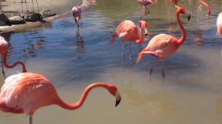 Funny Flamingos in San Diego Zoo