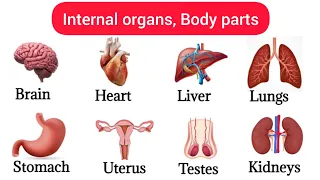 40 Basic Parts Of Body | Listen And Practice| Internal Body Parts | Body Parts Part 2 #bodyparts