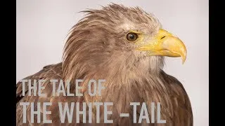 The Tale of the White Tail