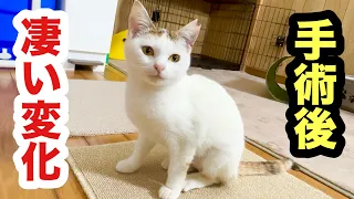 手術後に大きな変化が現れてきた保護子猫