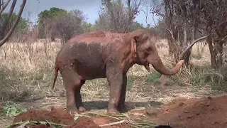 Injured elephant treated by wildlife officers !