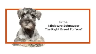 Everything you need to know about Miniature Schnauzer puppies! (2019)