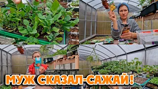 САЖАЙ, ПОКУПАЙ, НЕ ЖАЛЕЙ❗ Моя рассада🌱 Посев тыквы, дыни, арбузов, огурцов 26 апреля - 3 мая 2024