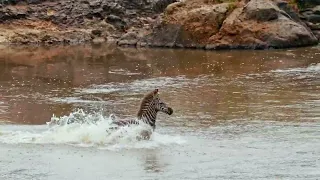 Courageous zebra foal takes on a crocodile