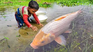 Really Amazing Traditional Hand Fishing Video | Catching Fish By Hand in Pond Water