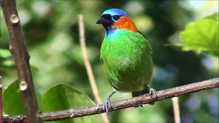 райские танагры  -   «семицветная птица»