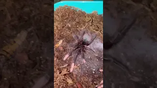 When Goliath Bird Eater Tarantulas STRIKE !!! 🍽️ #shorts