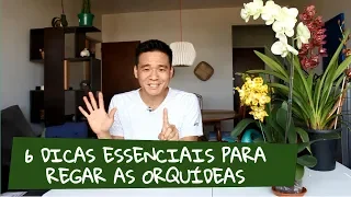 6 Dicas para regar as orquídeas