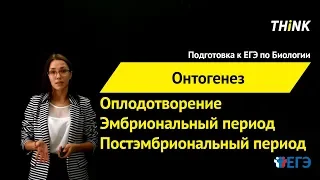 Онтогенез | Подготовка к ЕГЭ по Биологии