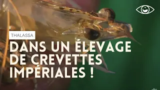 Dans un élevage de crevettes impériales - Thalassa