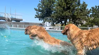 お水とボールに夢中‼️トワテラさんで残暑を楽しむゴールデンレトリバー／golden retriever