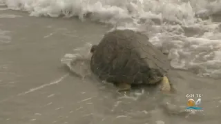 Sea Turtles Released Into The Ocean