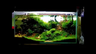 My first International Aquatic Plants Layout Contest tank (IAPLC 2021)