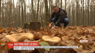 У пошуках грибів: українці продовжують безрезультатно блукати лісами