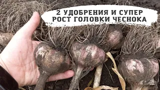 СРОЧНО Полейте так ЧЕСНОК в июле и урожай БУДЕШЬ СОБИРАТЬ ВЕДРАМИ!