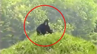 10 DEFINITELY REAL Bigfoot Sightings