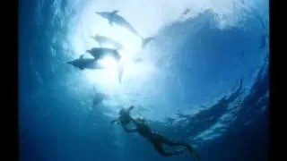 Dolphins IMAX trailer