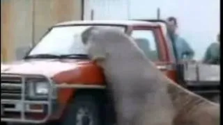 Морской слон атакует машину