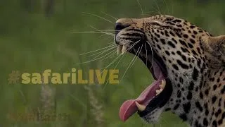 safariLIVE - Sunrise Safari - July. 16, 2017