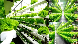 Farming is Science. Process of Growing Fresh Vegetables in Green House by Cultivation Scientists.