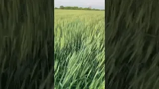 No till пшениця попередні висновки по густоті та міжряддю .