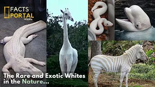 The Rarest Albino Animals In The World You Wont's Believe Exist !😱