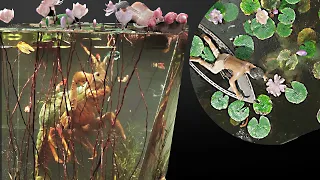 The Trap Of Monster Shrimp Diorama  / Polymer Clay  /  Resin Art
