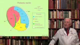 Lecture 8. The Thalamus Structure, Function and Dysfunction