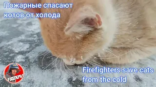 Пожарные спасают котов от холода. Firefighters save cats from the cold