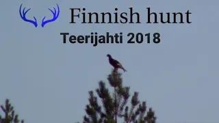 Teeren metsästys, Grouse hunting 2018 - Finnishhunt