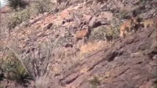 First Aoudad Hunt