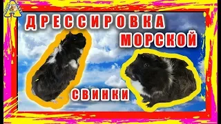 ДРЕССИРОВКА Морской Свинки / КАК ДРЕССИРОВАТЬ Морскую  Свинку / HOW TO TRAIN Guinea Pig