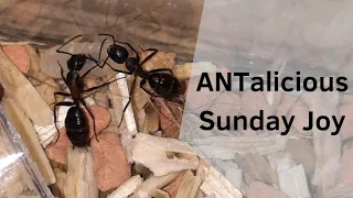 Camponotus ligniperda feeding time, an ant keeping video #camponotus