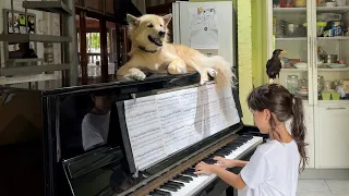 Practicing Piano with a Wild Bird