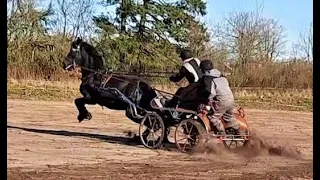 Beginner driving horse kick out, hit the carriage and gets scared. Hest i tilkørsel bliver bange.