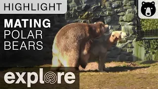 Polar Bears Mating - Ouwehand - Live Cam highlight