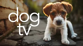 Exciting Beach Walk for Dogs | 20 Hour DOG TV - Virtual Dog Walking Video