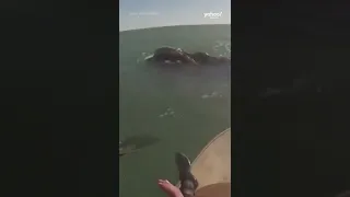 Whale befriends two paddle boarders off Argentina’s coast | #shorts #yahooaustralia
