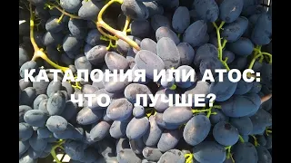 Каталония или Атос: какой виноград лучше?