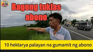 Bagong abonong tuklas resulta sa palay