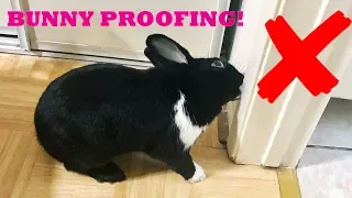 HOW TO BUNNY PROOF YOUR HOME