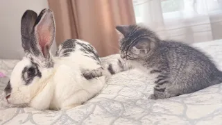 Baby Kitten wants to be friends with the Rabbit