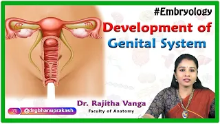 Development Of Male and Female Genital System / Reproductive system : Embryology