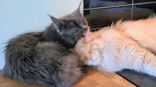 Maine Coon Grooms Her Friend to Perfection! - Will He Return the Favor?