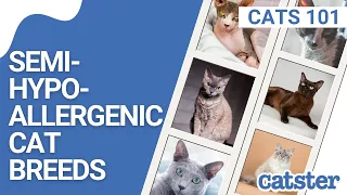 14 Semi-hypoallergenic cat breeds for people with cat allergies