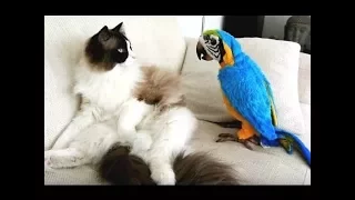 Лучшие приколы с котами на Youtube #11 | Смешные коты подборка | Best Funny Cats compilation #11